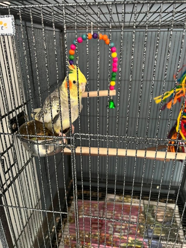 Preview of the first image of 6+ month cocktiel for sale.