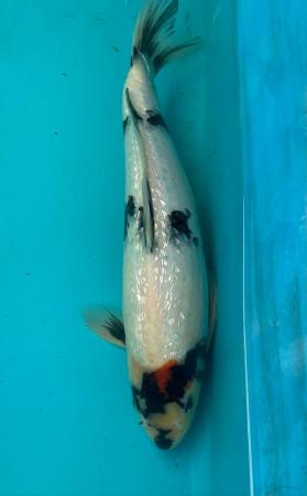 Image 4 of Koi carp/ pond fish all size available