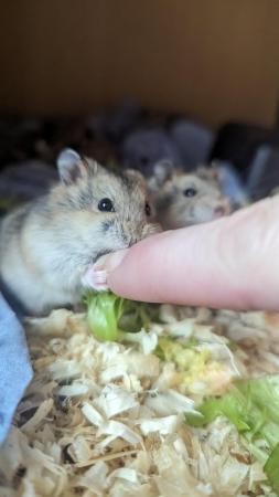 Image 3 of Male Dwarf Hamster Friendly and Tame