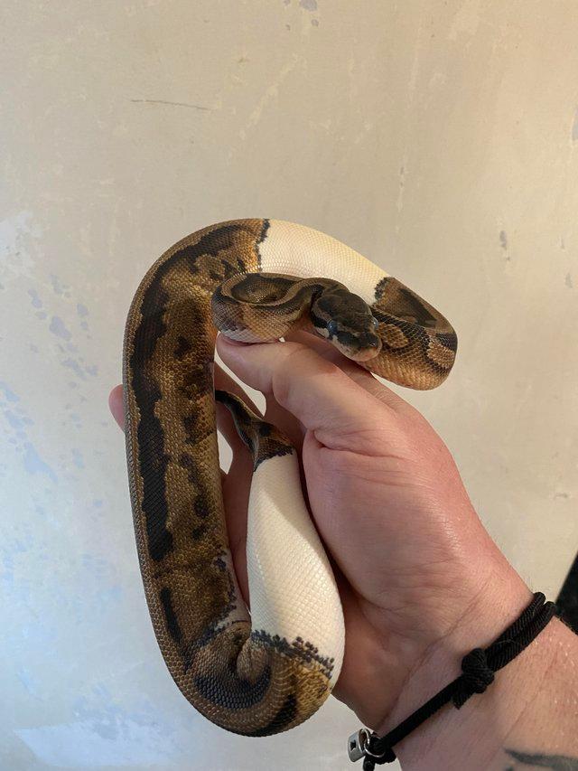 Preview of the first image of Female Pied Royal Python cb 23.