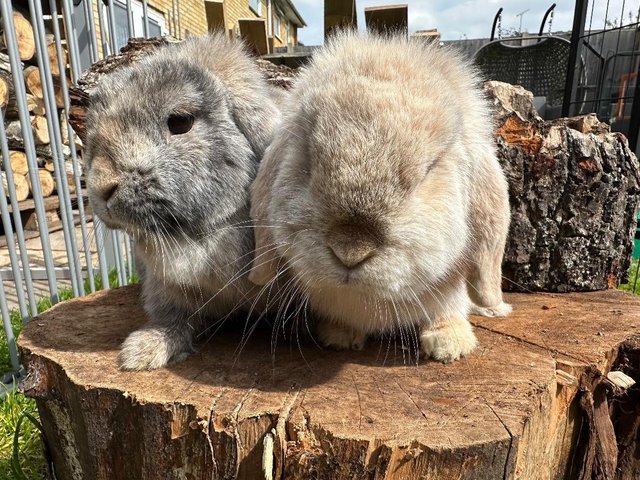 Preview of the first image of 2 Adult mini lops looking for 5• pet homes ..