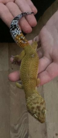 Image 1 of 2 year old super hypo leopard gecko