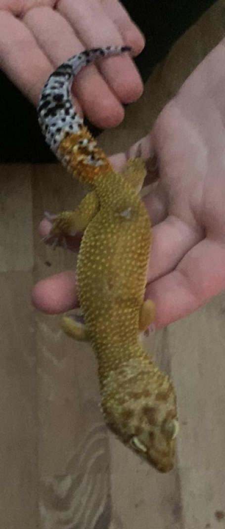 Preview of the first image of 2 year old super hypo leopard gecko.