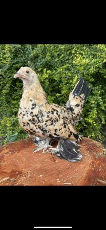 Image 2 of Bantam hens in a range of breeds and colours