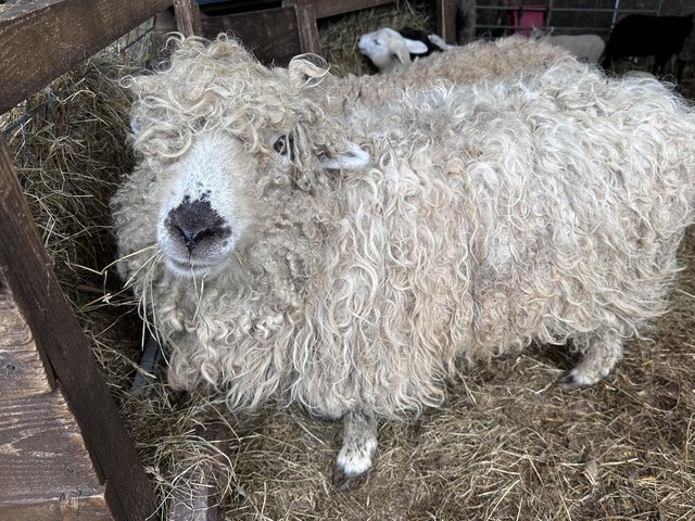 Preview of the first image of Fleec/fibre sheep, GFD, Shetland x.