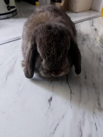 Image 1 of Stunning mini lop babies LAST GIRL AVAILABLE