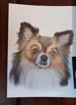 Image 4 of Hand Drawn Pet Portraits Of Your Beloved pets