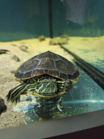 Image 3 of 1 year old peacock slider turtle