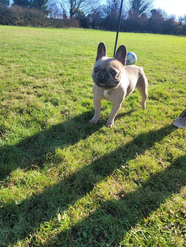 Preview of the first image of Kc reg french bulldog bitch for sale.