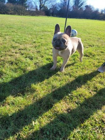 Image 1 of Kc reg french bulldog bitch for sale