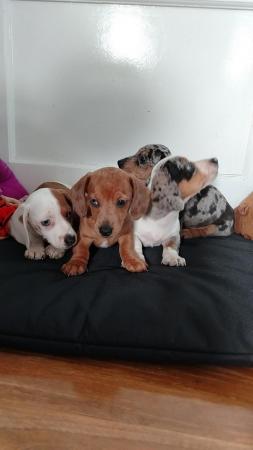 Image 5 of Miniature dachshunds boys available
