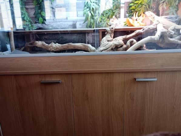 Image 6 of 3 year female old Bearded Dragon with full set up