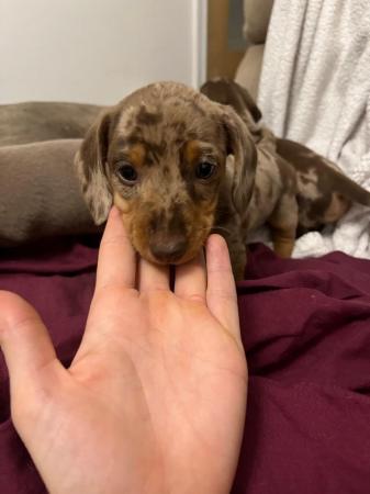 Image 7 of Quality bred Miniature Dachshunds 2 boys 1 girl for sale