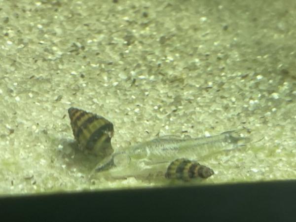 Image 2 of Assassin snails £1.25 each or 10 for £10