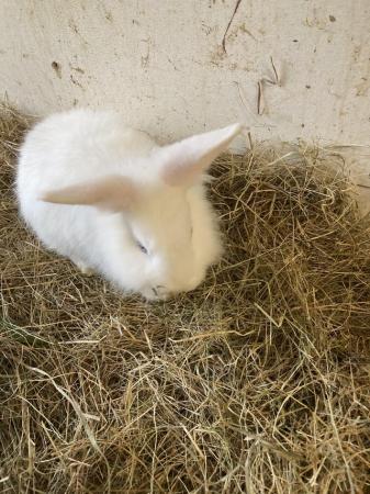 Image 5 of Mixed breed lionhead X lopear male blue eyes white rabbit