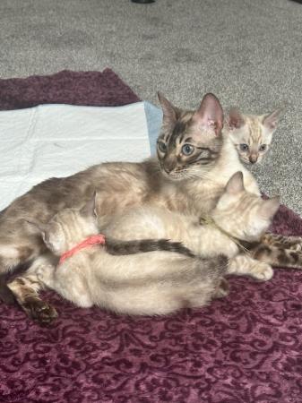 Image 4 of High Quality TICA Registered Snow Lynx Bengals