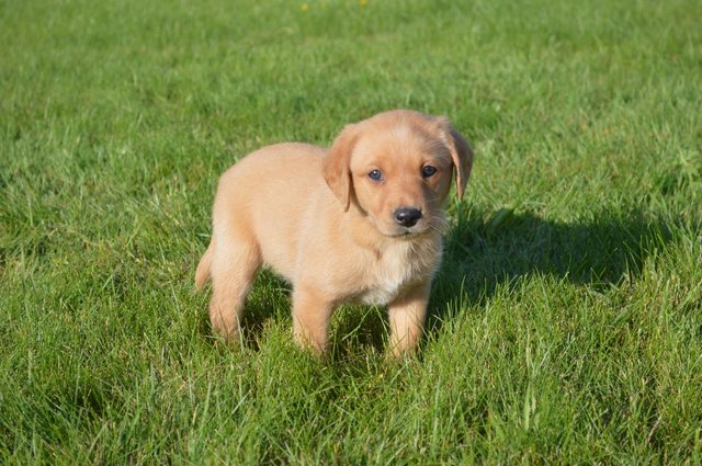 Image 13 of 6 health checkedfox red and yellowLabrador puppies