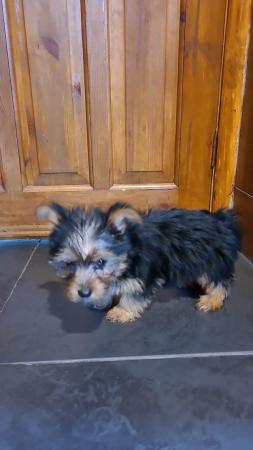 Image 4 of yorkshire terrier puppy for sale