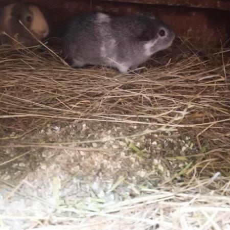 Image 5 of Guinea pig boars baby young pretty smooth cream funky