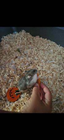 Image 4 of Lovely Grey Male hamster