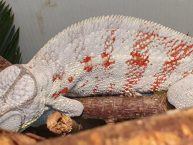Preview of the first image of Adult cap est male chameleon for sale.