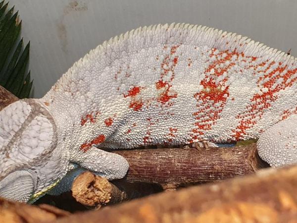 Image 1 of Adult cap est male chameleon for sale