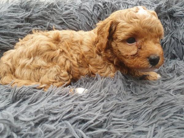 Image 6 of F1BB Cavapoo pups Red Apricot ready now