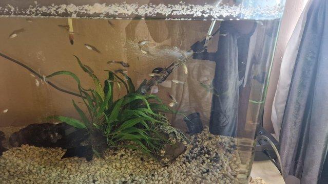 Image 4 of 165 liter fish tank and fish