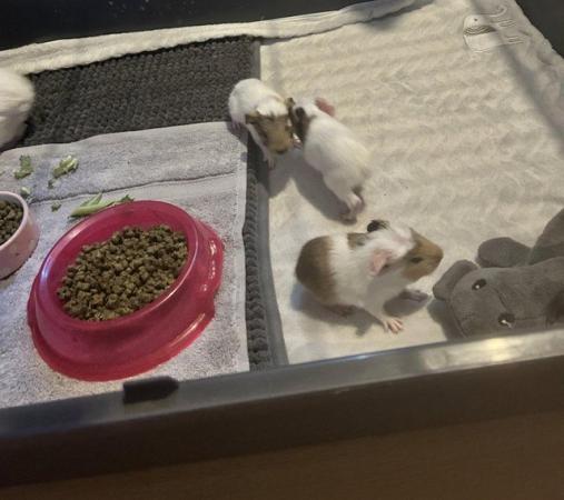 Image 3 of baby guinea pigs( male and female). will be ready in 8 weeks