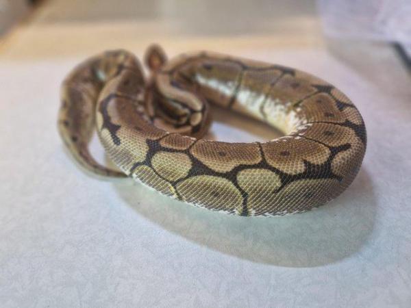 Image 2 of For sale Female Spider ball python
