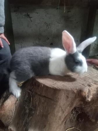 Image 3 of Continental Female Rabbit For Sale