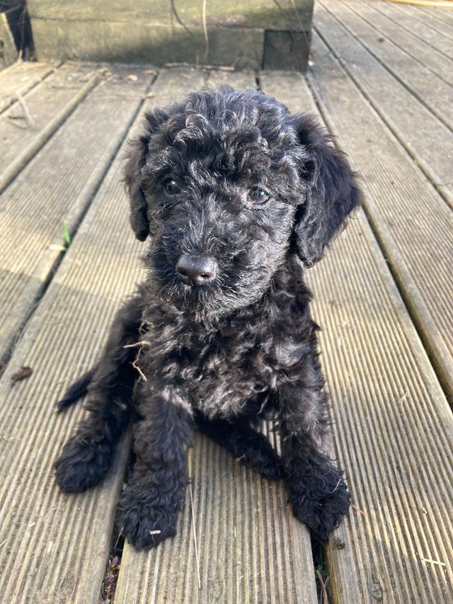 Preview of the first image of 9 Week old male poodle x schnauzer.