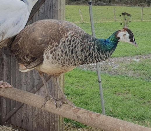 Image 10 of Peacocks, Peafowl, Peahens for sale
