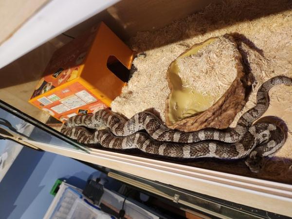 Image 3 of Lovely extra large corn snake for sale