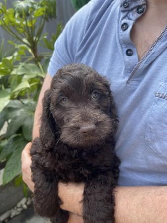Image 6 of Ready now Beautiful litter of 9chocolate merle cockapoo’s