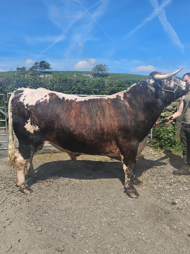 Preview of the first image of Pedigree registered longhorn bull.