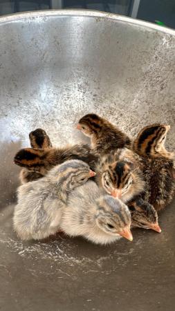 Image 1 of Baby guinea fowl for sale