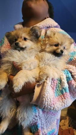 Image 7 of Tiny Pomeranian puppies including rare party pup