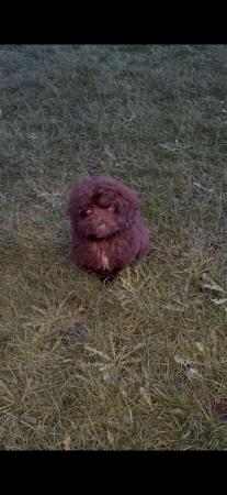 READY NOW last beautiful boy cockerpoo for sale in Warrington, Cheshire - Image 3