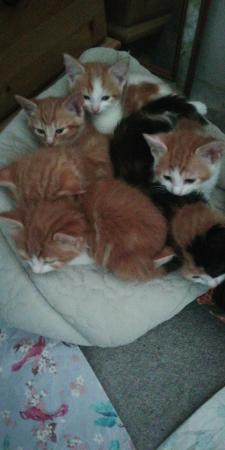 Image 3 of 2 Beautiful Ginger and white Kittens Ready to leave now