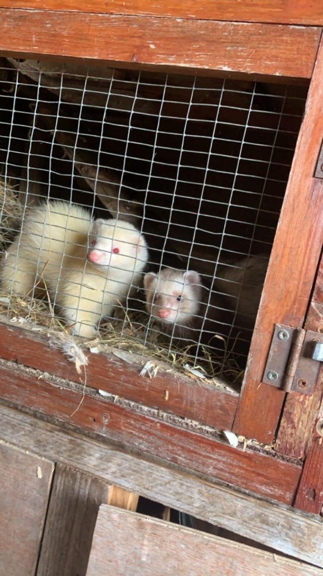 Preview of the first image of 2year old gill and hob lovely ferrets.