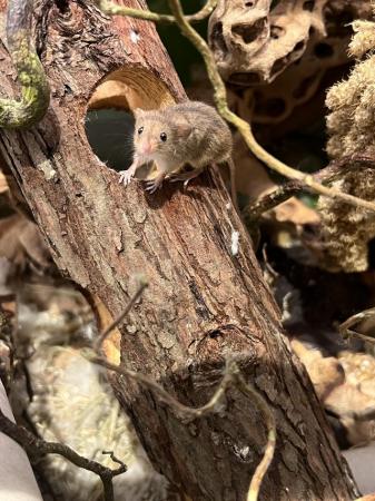 Image 1 of Harvest mice females - Hertfordshire