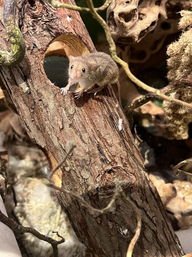 Preview of the first image of Harvest mice females - Hertfordshire.