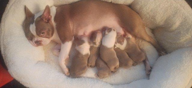 Image 8 of Boston terrier puppies for sale
