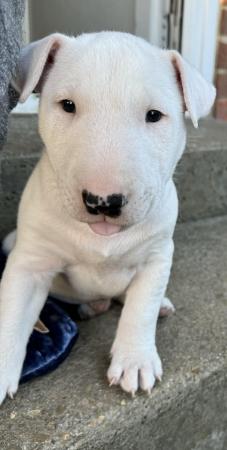 Image 12 of 1 Male, 2 Female KC Registered Bull Terrier Puppies
