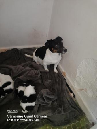 Image 6 of Beautiful black and white jack russell puppies