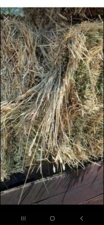 Image 4 of Hay for sale small traditional size bale