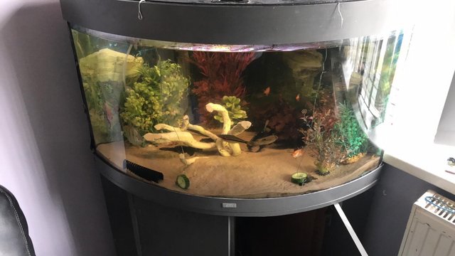 Image 1 of Juwel Trigon 190L corner fishtank+ fish