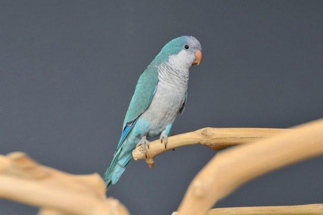 Image 4 of Baby Blue Quaker talking parrots,19