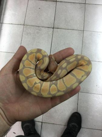Image 3 of Royal python- Banana Male £150 Each